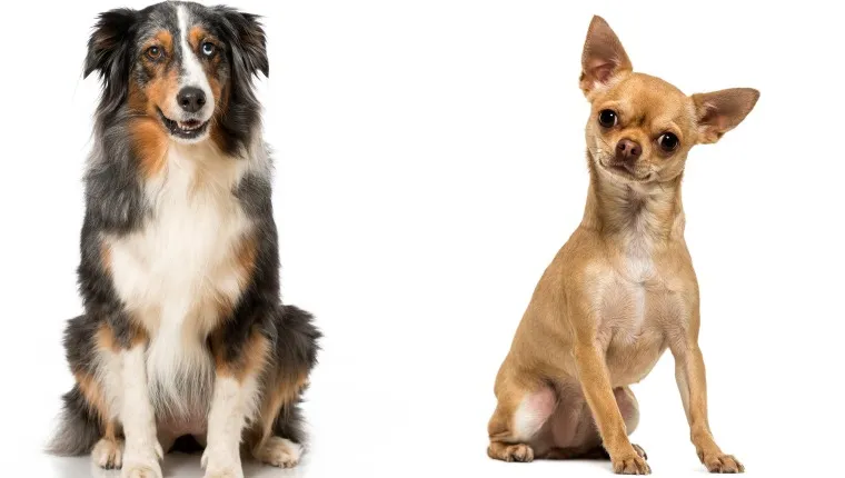 Mini australian top shepherd chihuahua mix