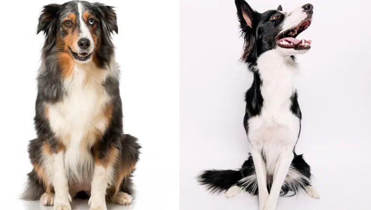 Australian shepherd border collie 2024 difference