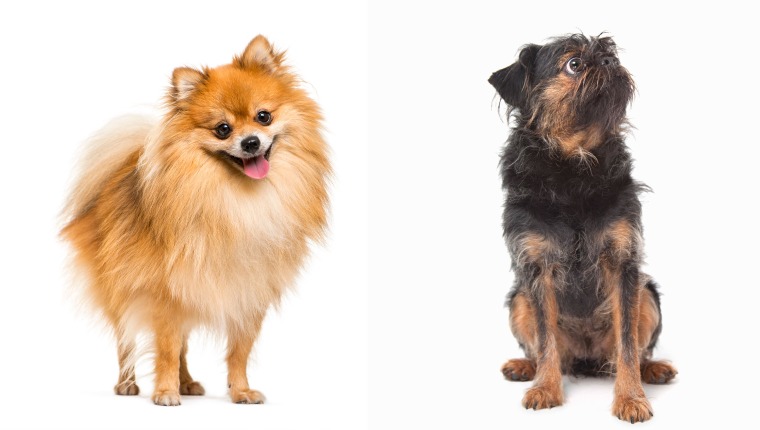 Hush 2025 puppies pomeranian