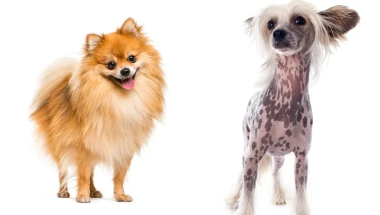 Chinese crested dog deals chihuahua mix