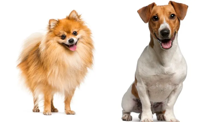 Basenji pomeranian mix 2025