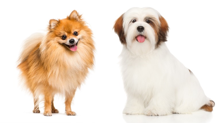 Lhasa pomeranian cheap