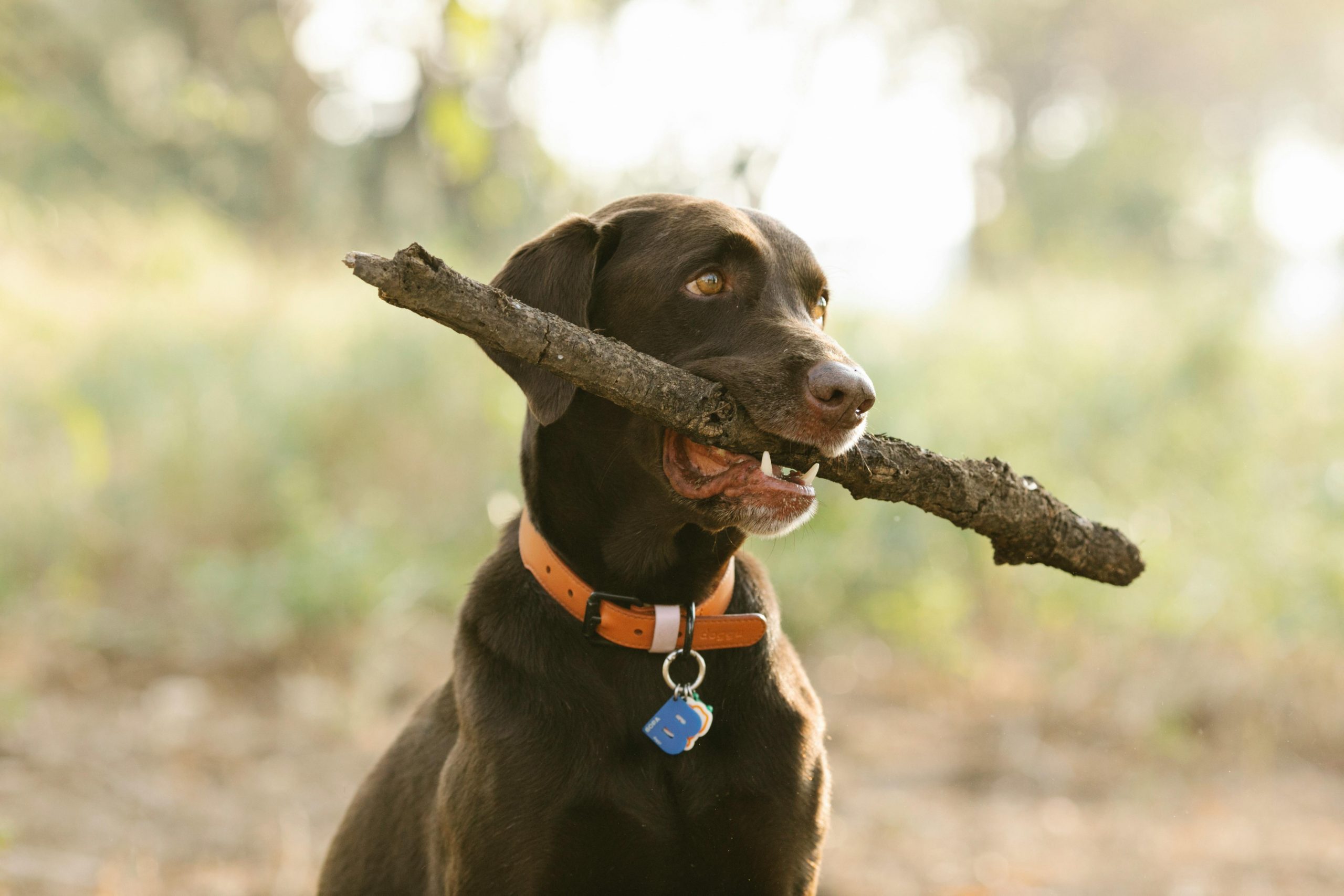 the best dog id tags main image for the best dog id tags
