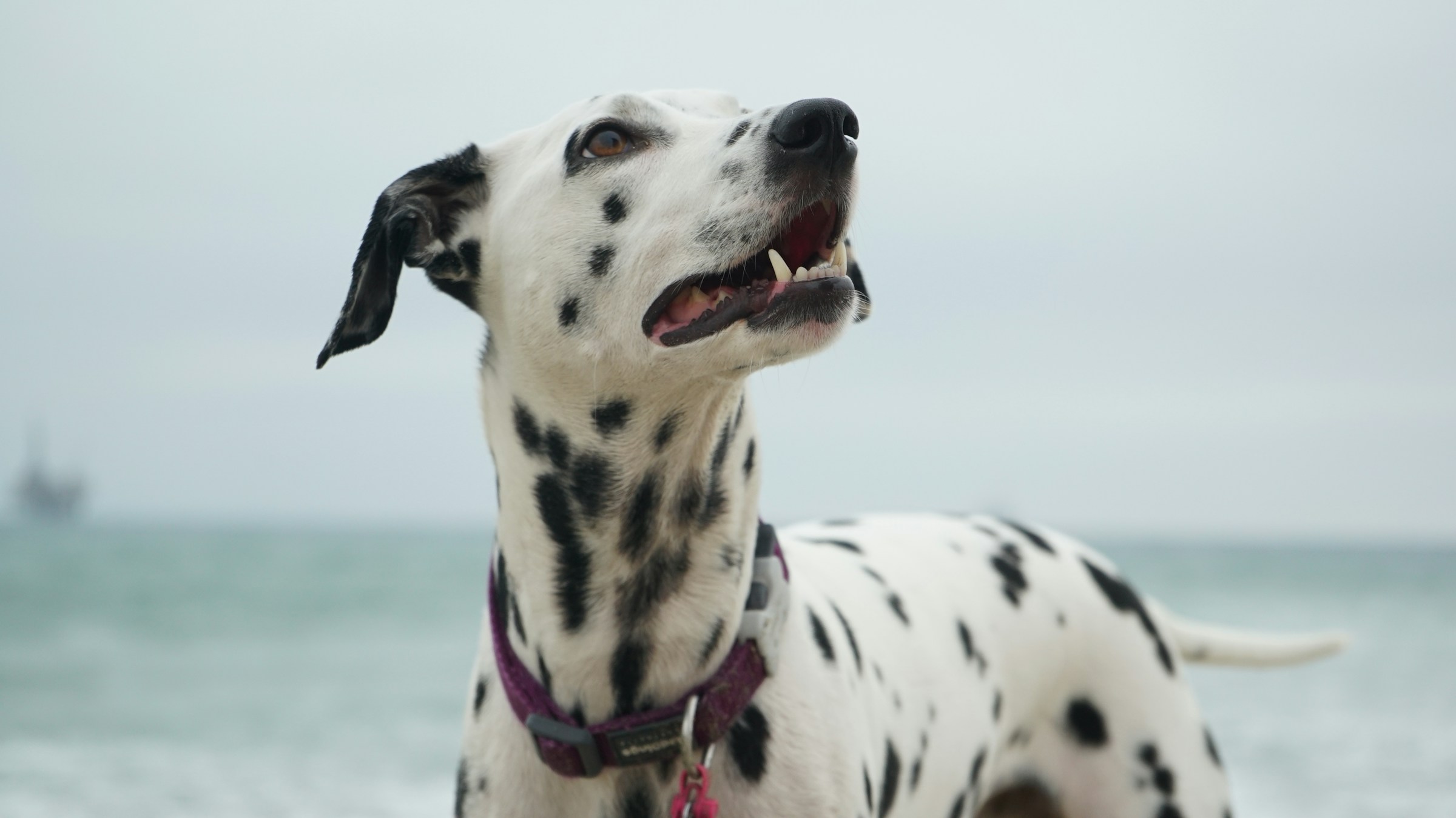 best bark control device