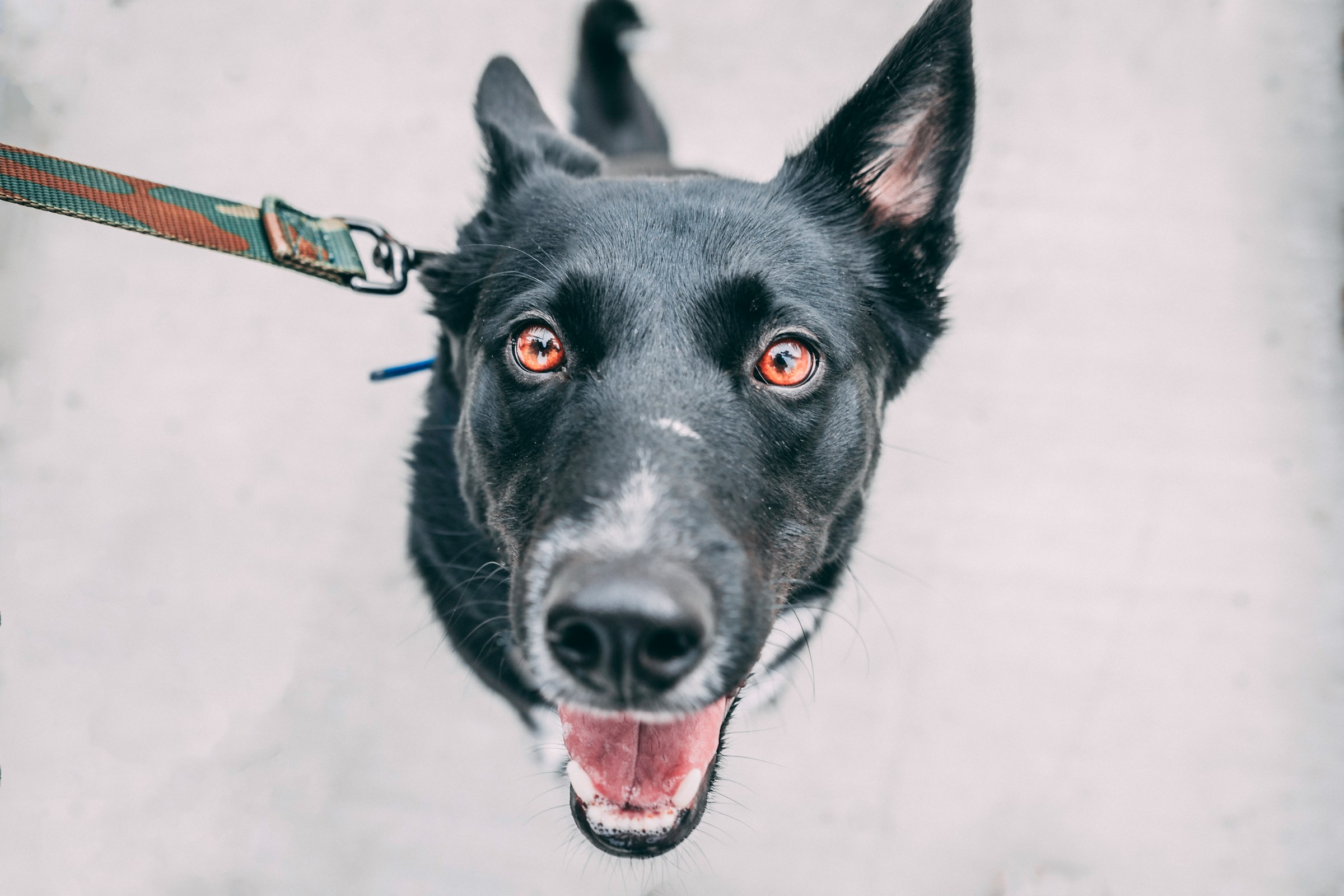 best retractable dog leash