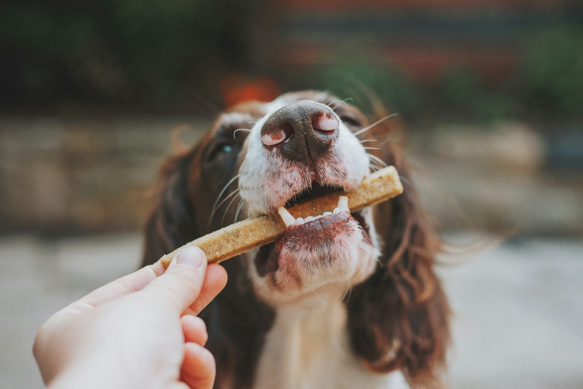 main image for the best pork bully sticks and chews