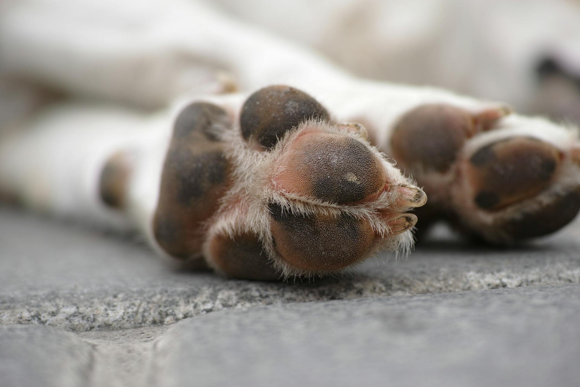 Best Dog Paw Balms Best Dog Paw Balms