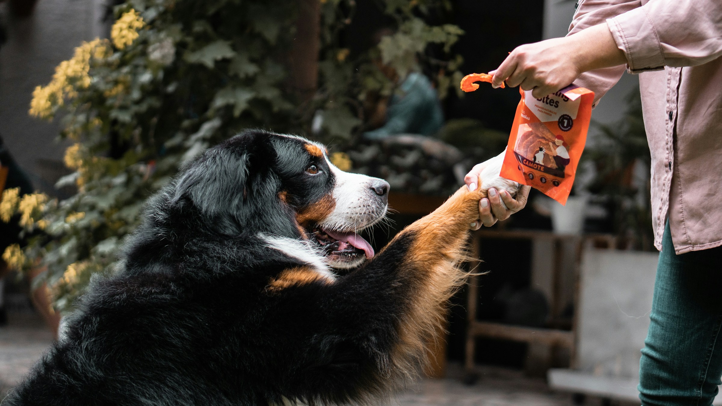 the best low calorie dog treats 2024 main image for the best low calorie dog treats 2024