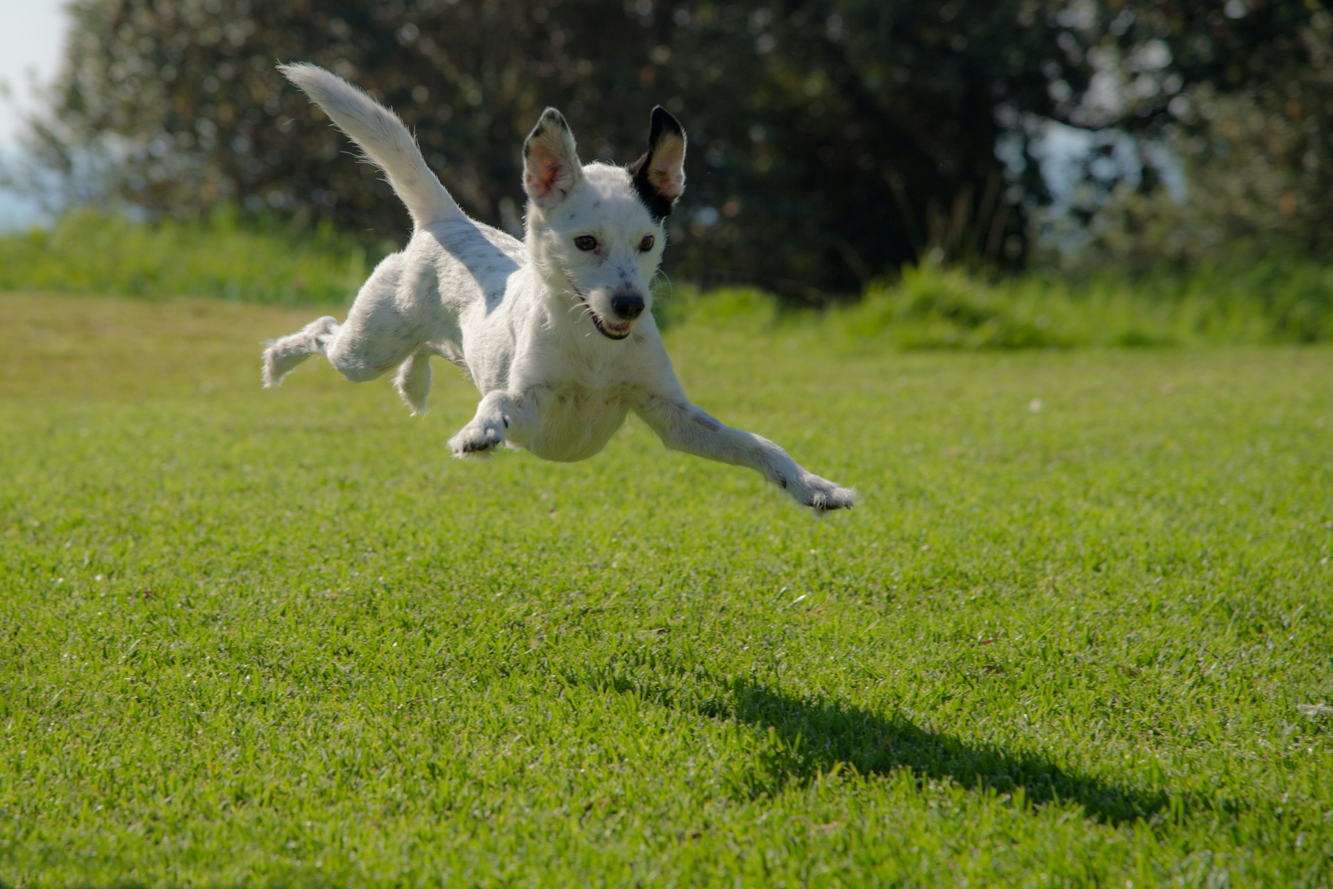 Top Dog Agility Equipment for 2024