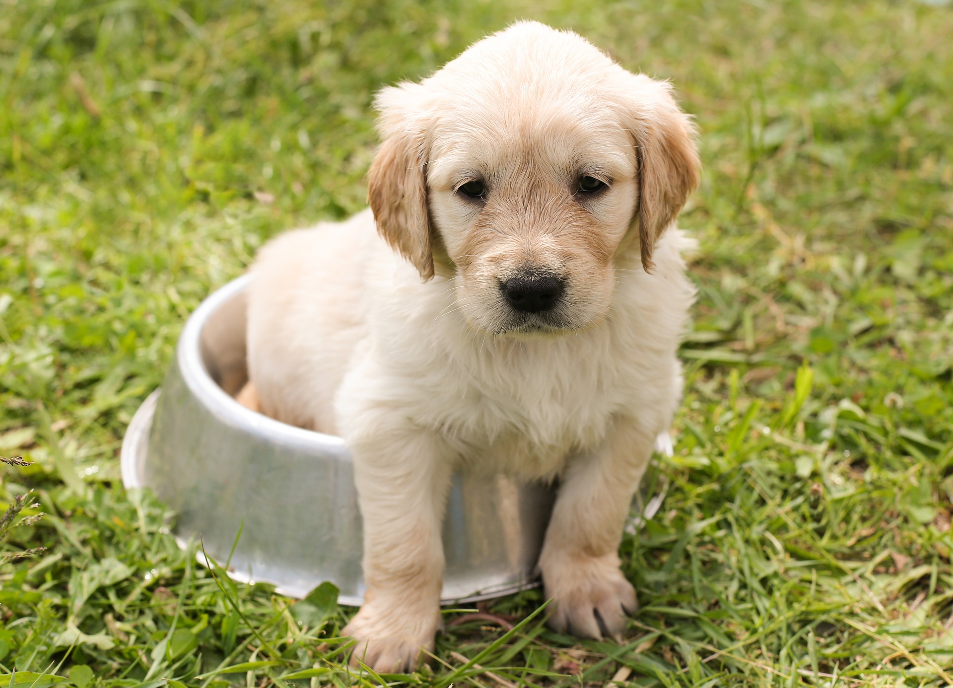 best dog food bowls