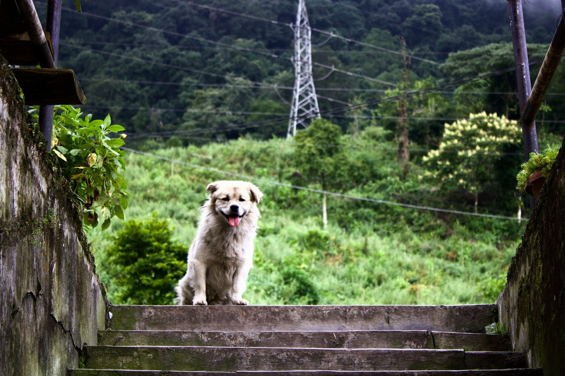 main image for the best dog tie out cables