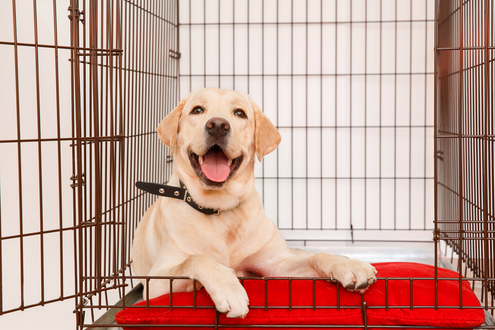 Best Large Dog Kennels