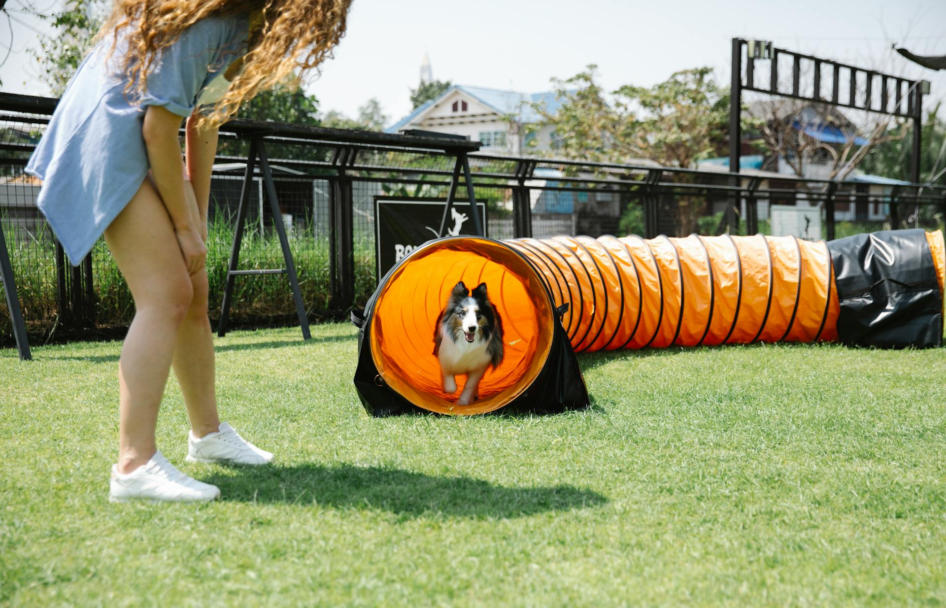 best dog tunnel