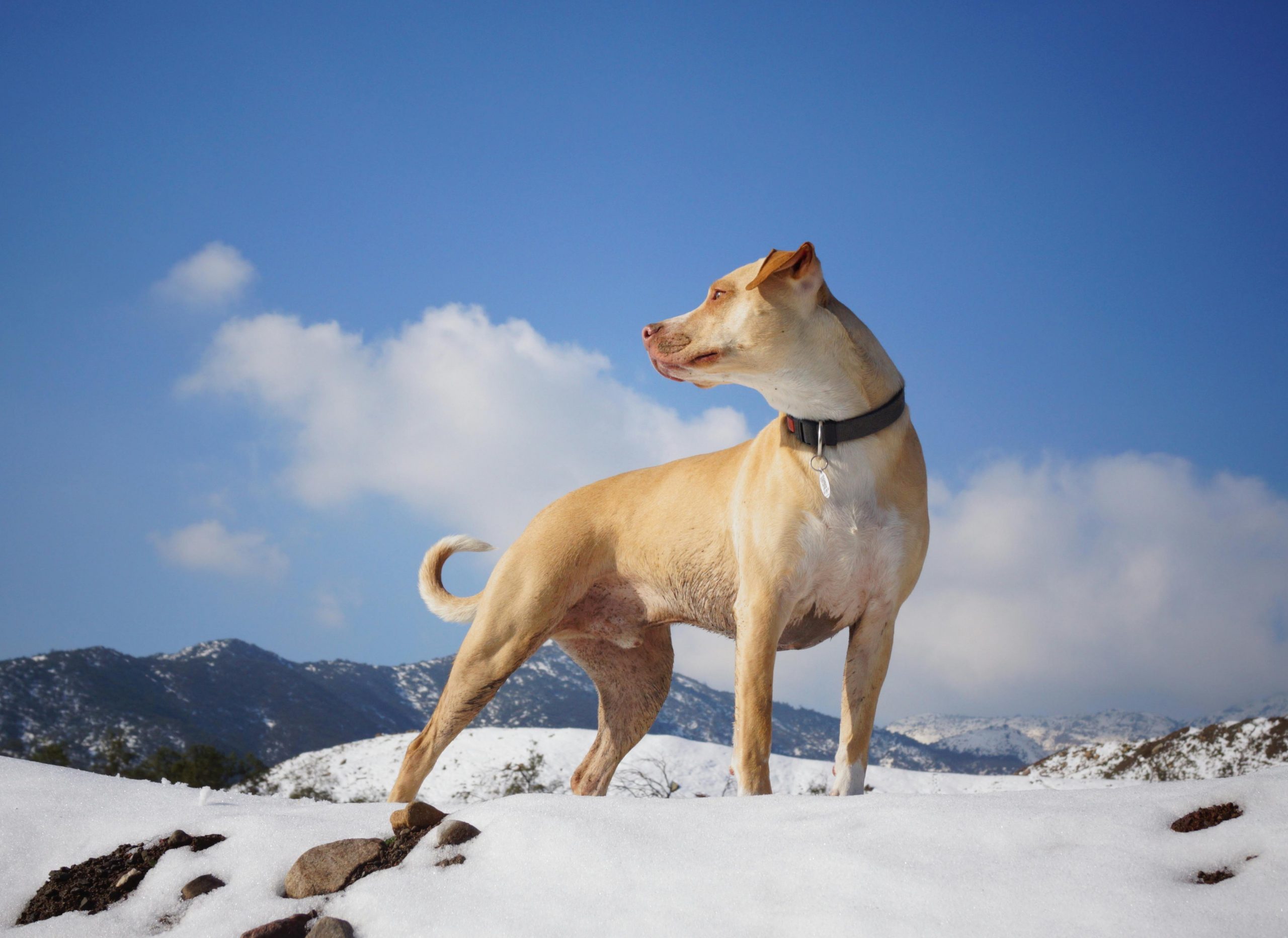 main image for the best bark collar in 2024