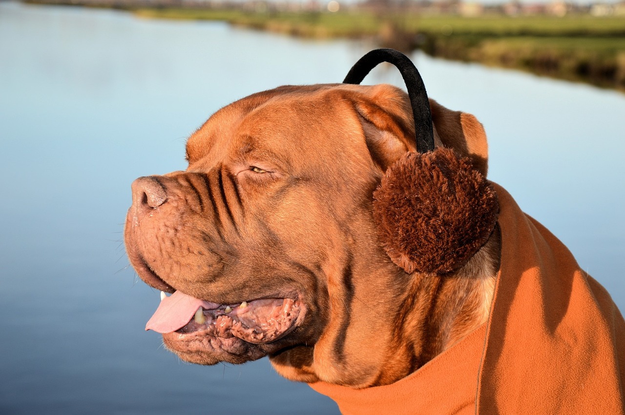 best dog earmuffs