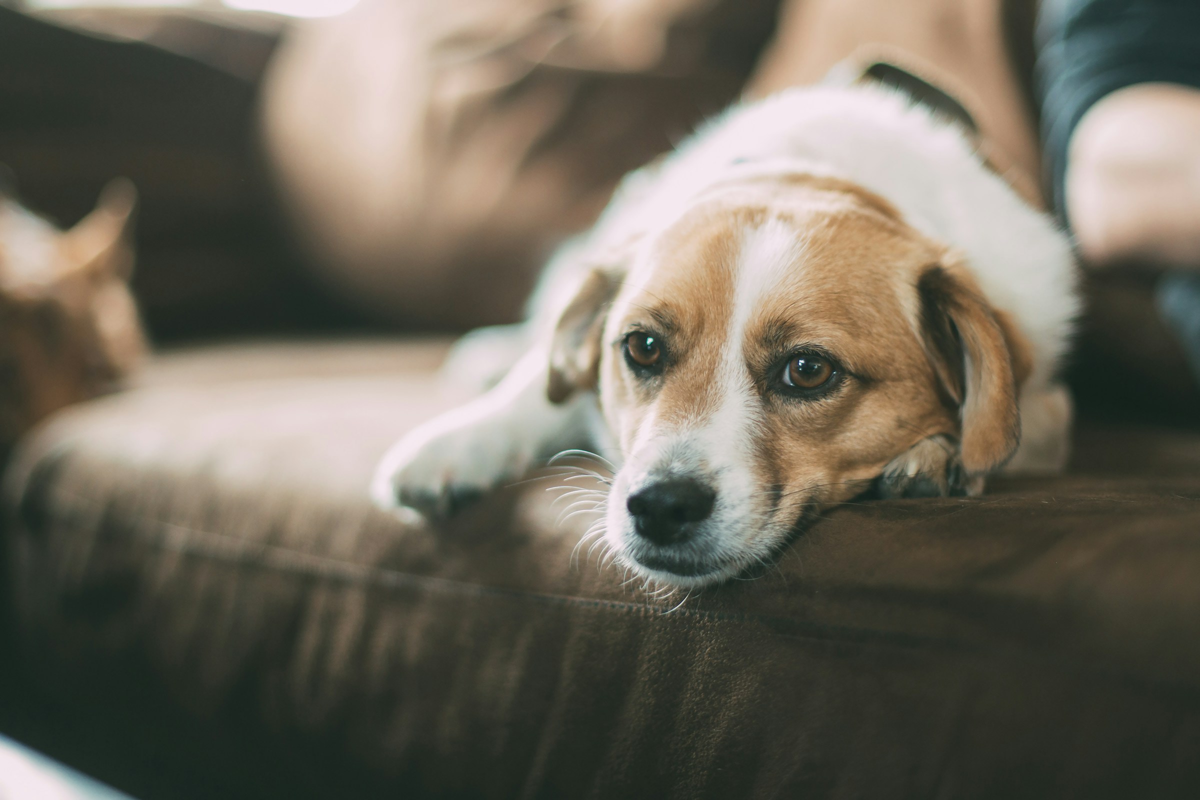 best couch beds for dogs