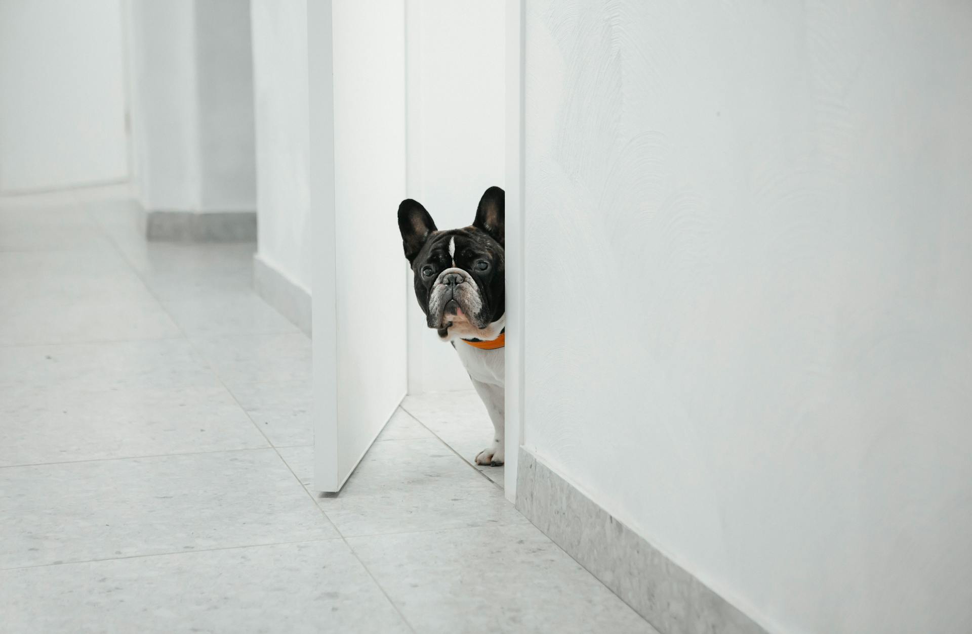 best smart pet doors