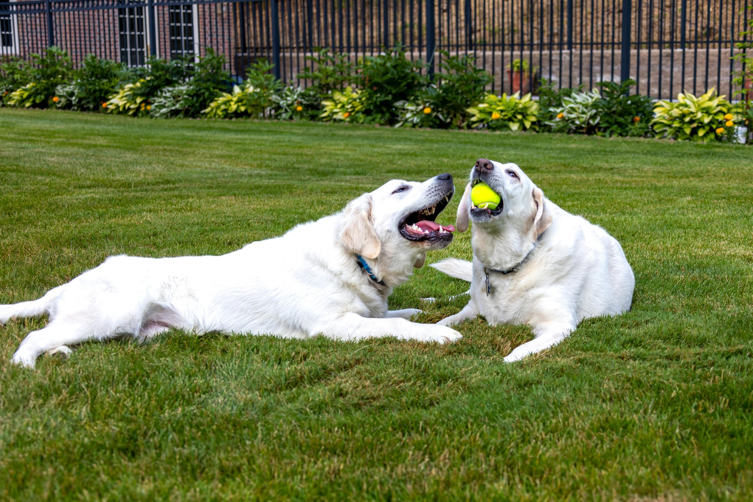 main image for the best ball launchers for dogs