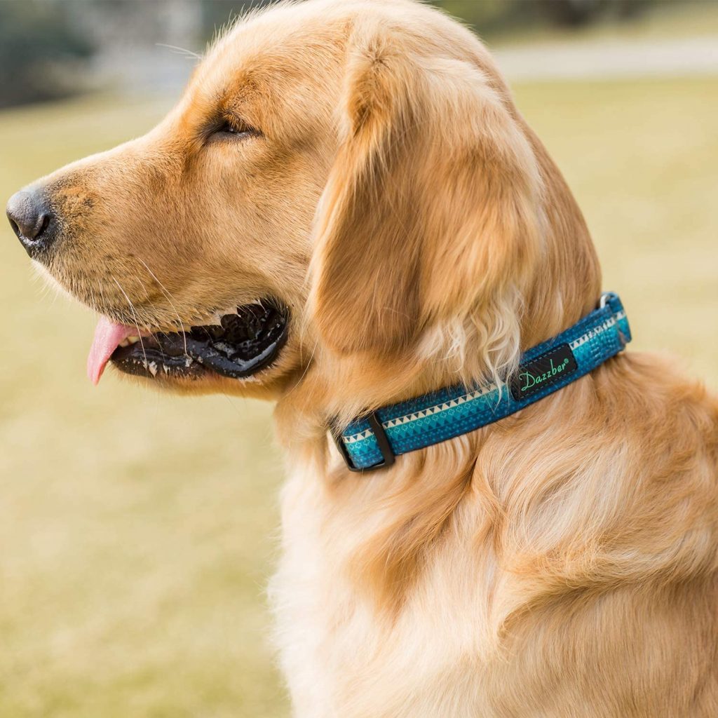 The 5 Best Slip Collars For Training Your Dog Dogtime