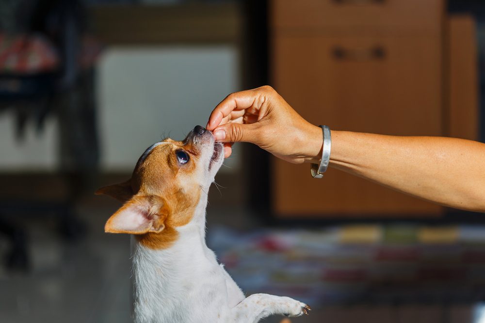 best mini dog treats for training purposes