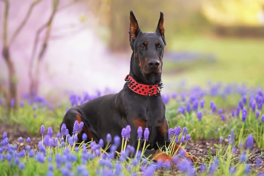 Best Dog Spike Collars