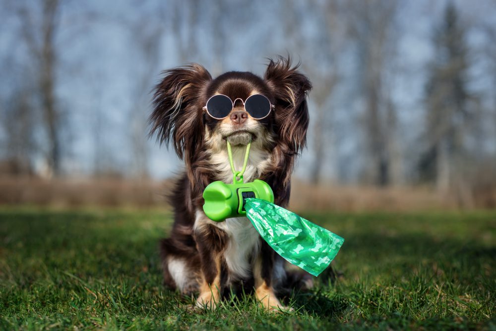The Best Dog Waste Bags