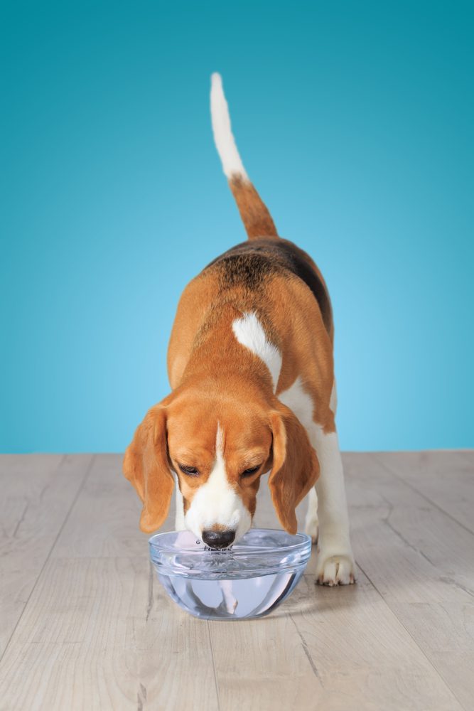 The Best Glass Dog Bowls