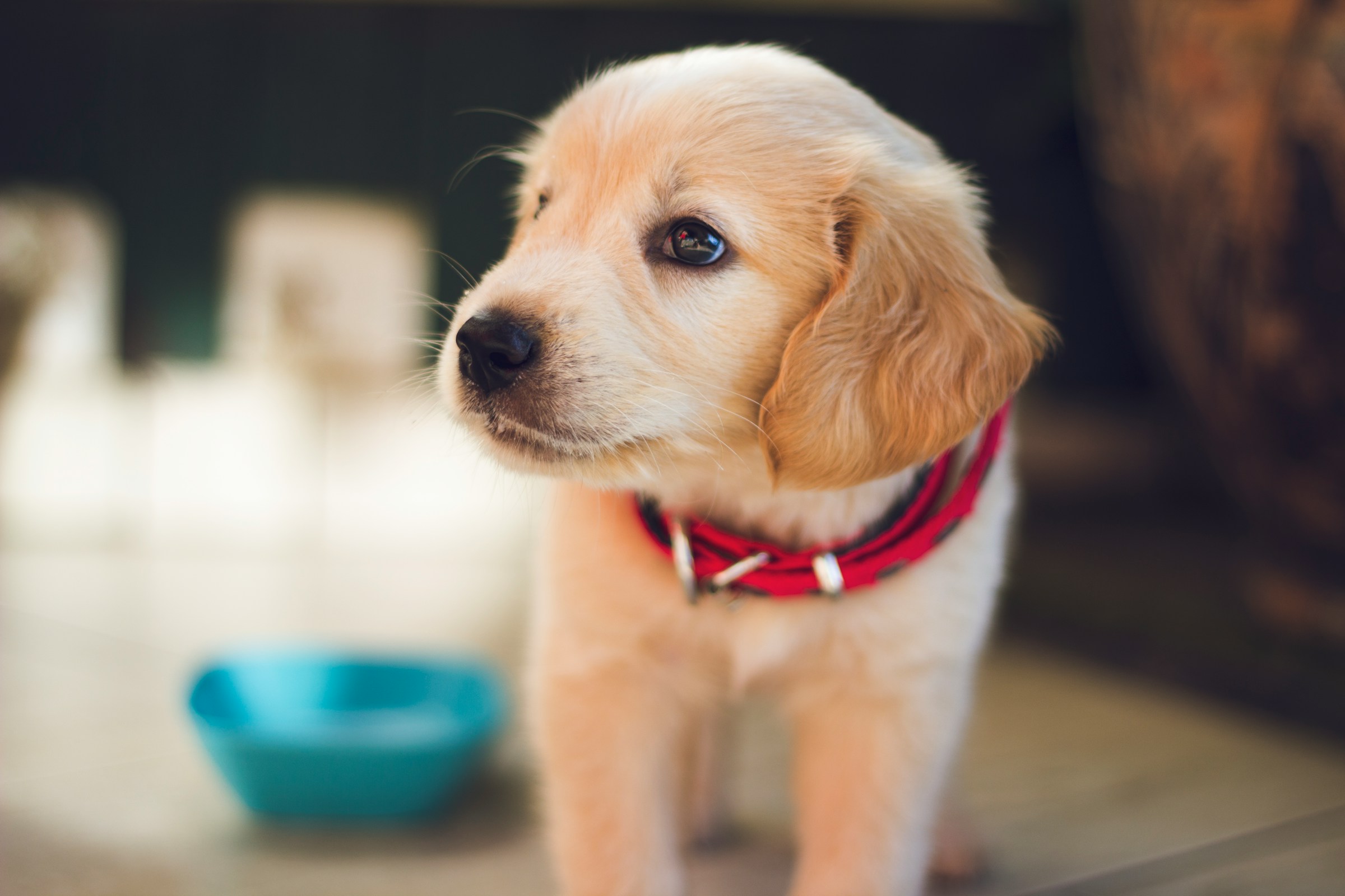 best collars for puppies