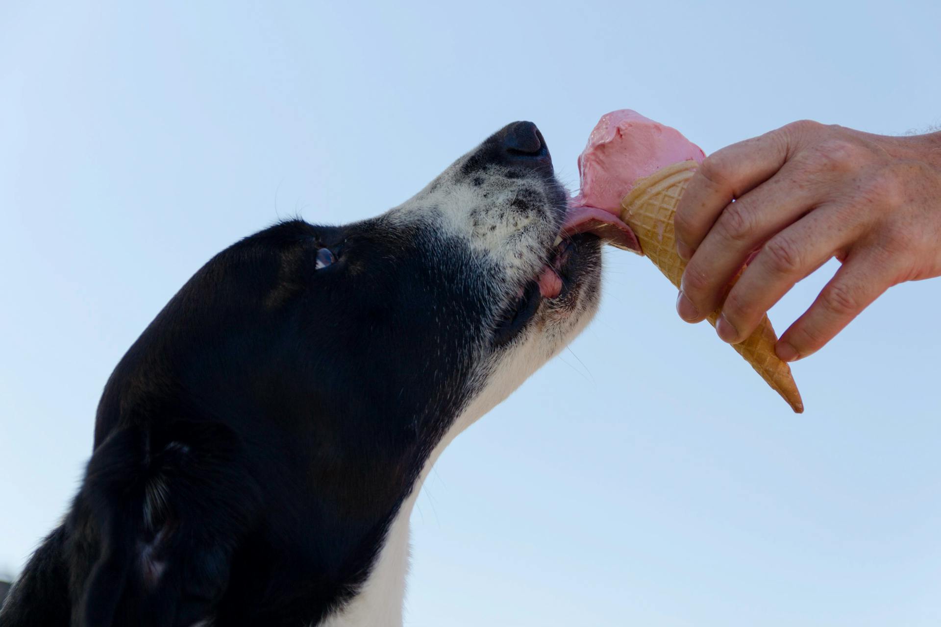 best ice creams for dogs