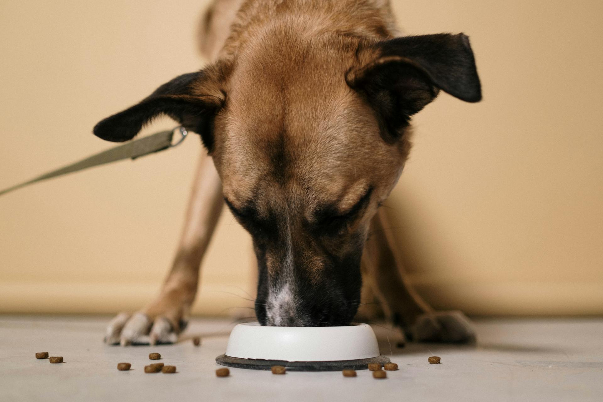 best slow feeders for dogs