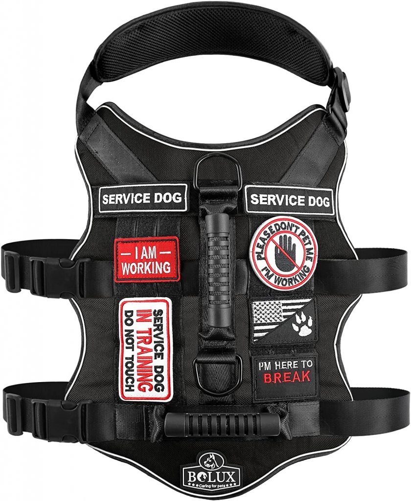 PTSD SERVICE DOG IN TRAINING DO NOT TOUCH Patches Working DOG THERAPY  TRAINING dog Tactical k9