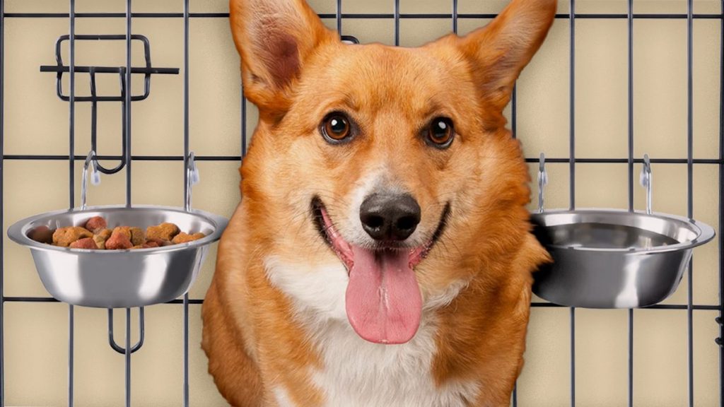 Dog Bowls & Feeders Archives Dogtime