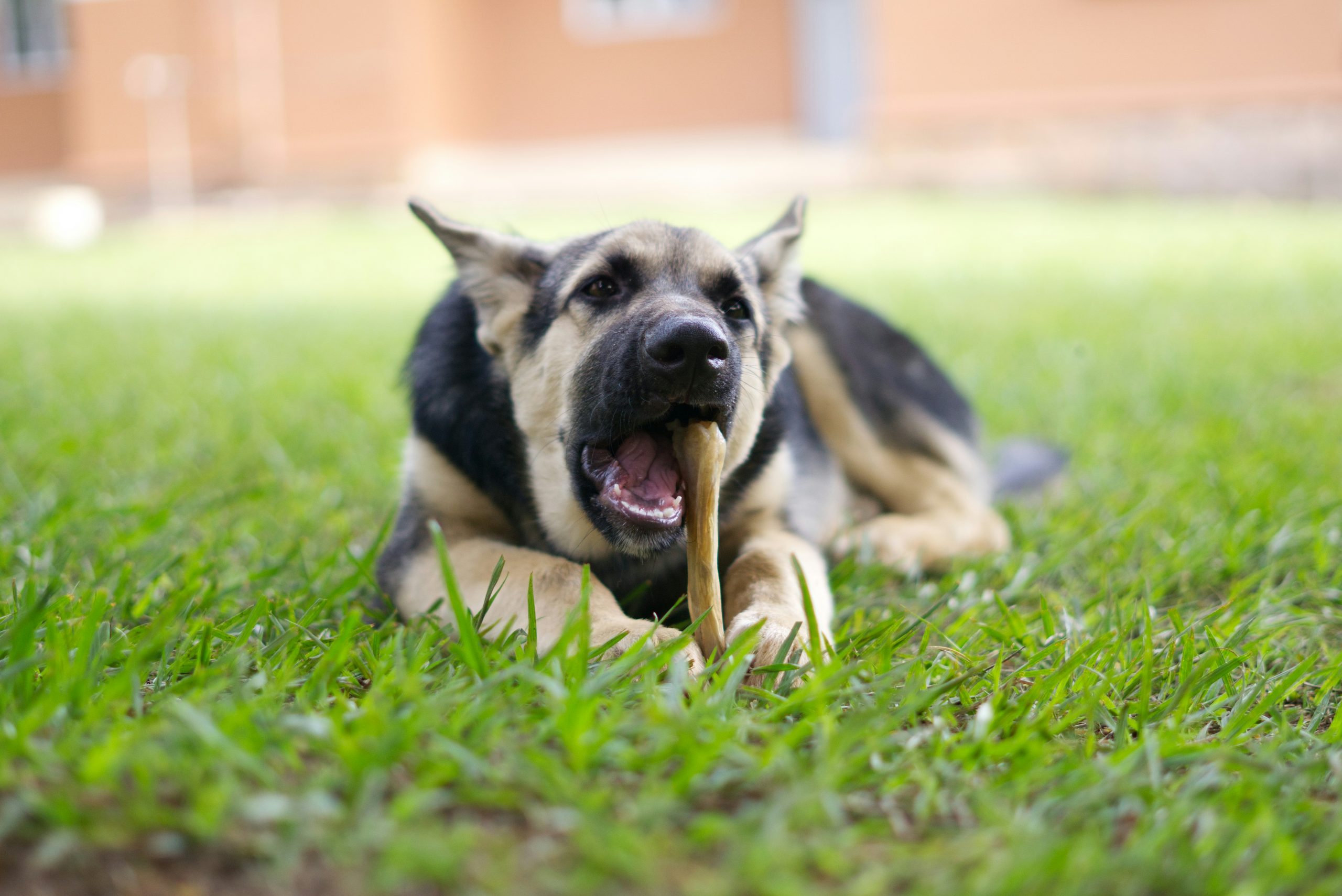 main image for the best long-lasting dog treats in 2024