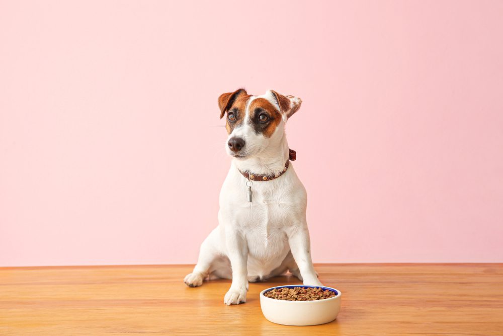 terrier with modern ceramic dog bowl