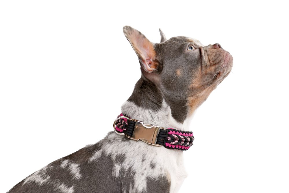 Best quick release dog collar sale