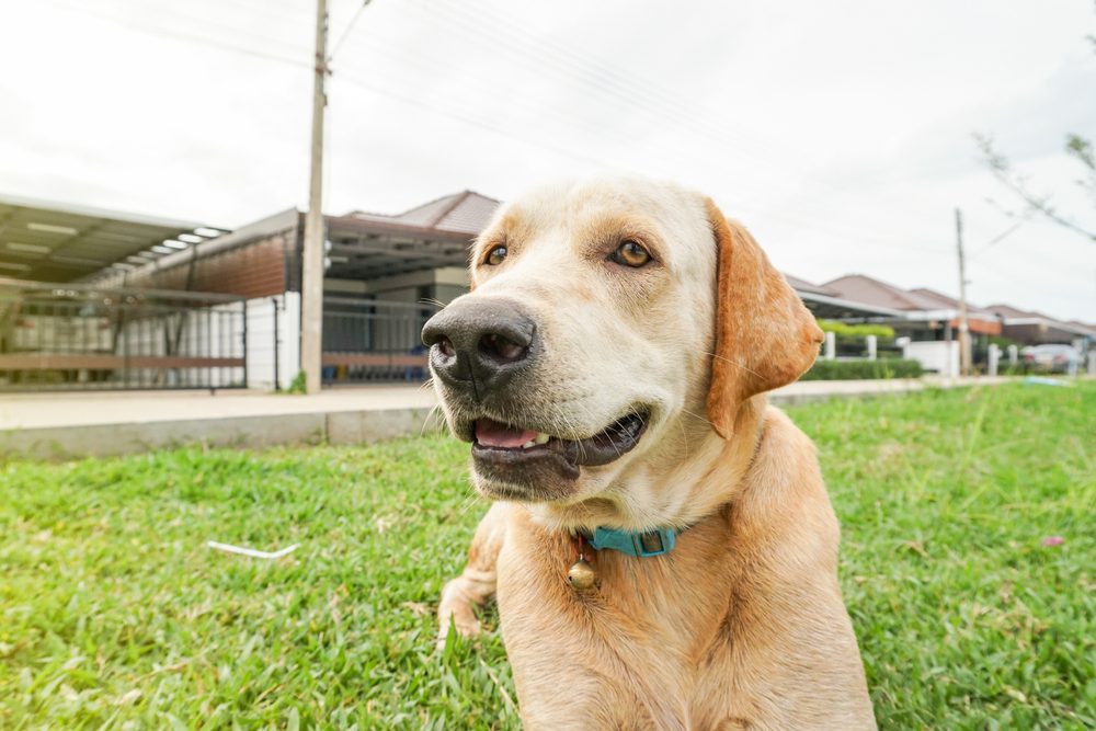 Best Teal Dog Collars