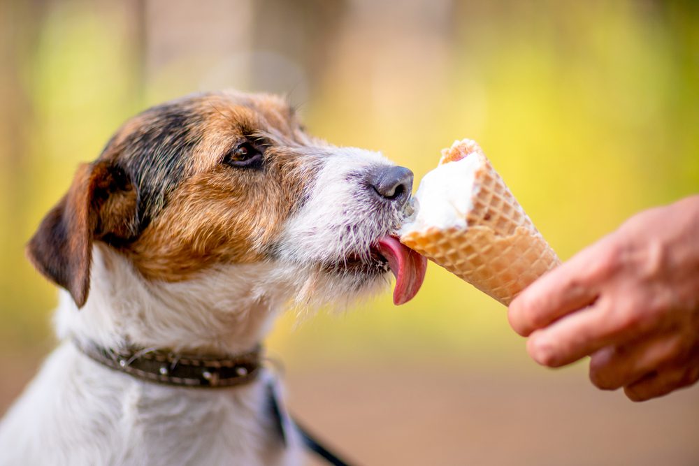 Can you give clearance your dog ice cream