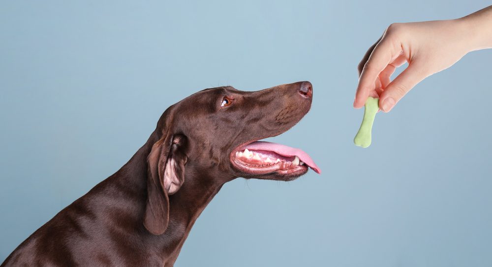 5 best dog treats for sensitive stomachs