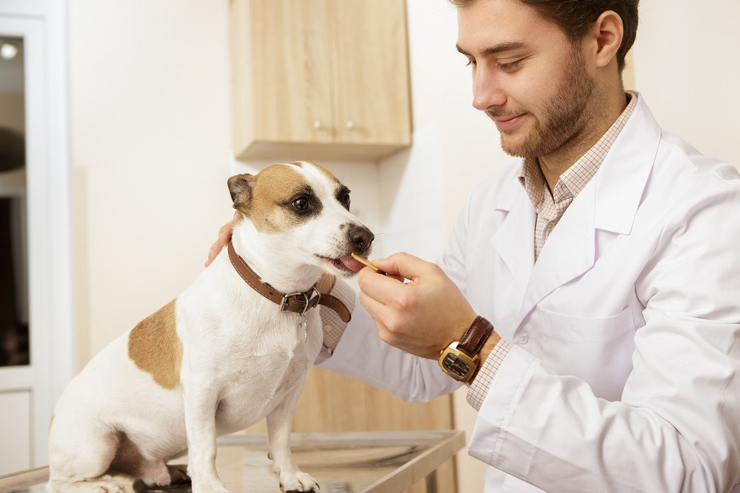 Best dog best sale treats for allergies