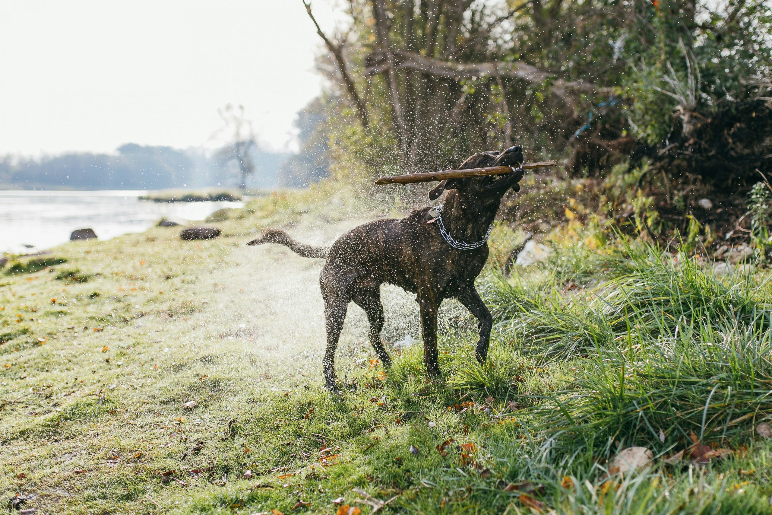 main image for the best prong dog collars of 2024