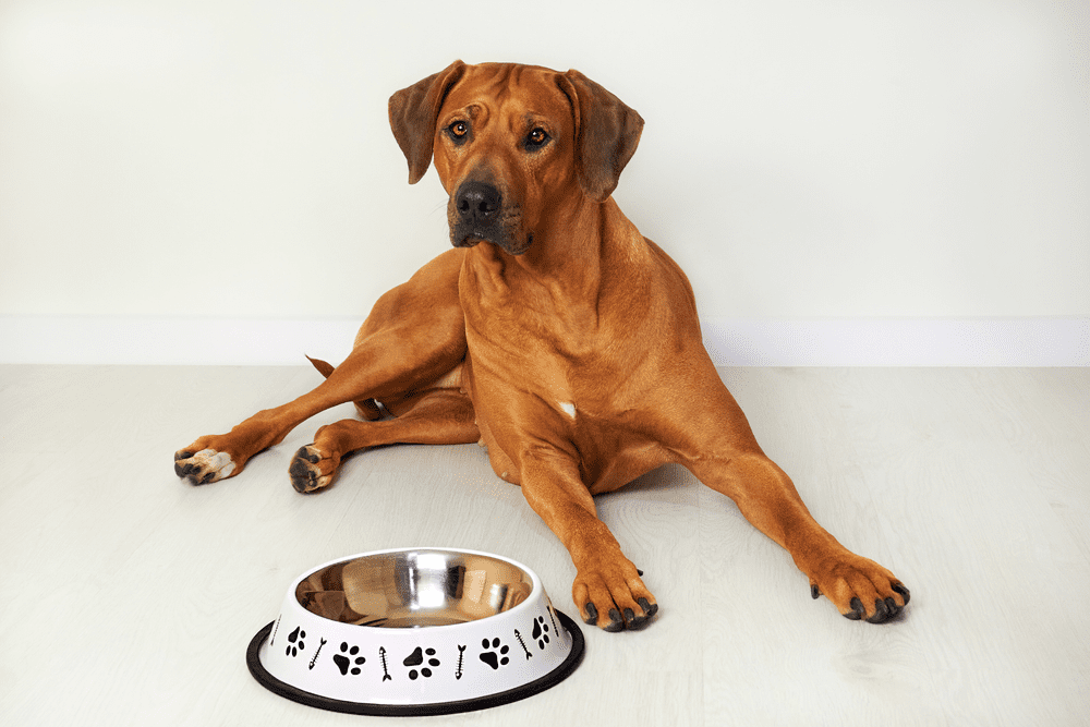 5 best large dog bowls