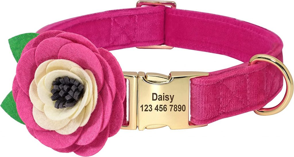 The 5 Best Cute Dog Collars For Your Pretty Pup - Dogtime