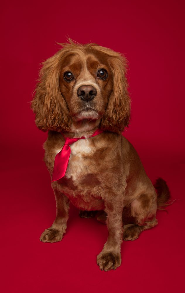 15 Top Preppy Dog Collars - Best Designer Collars for Fancy Dogs