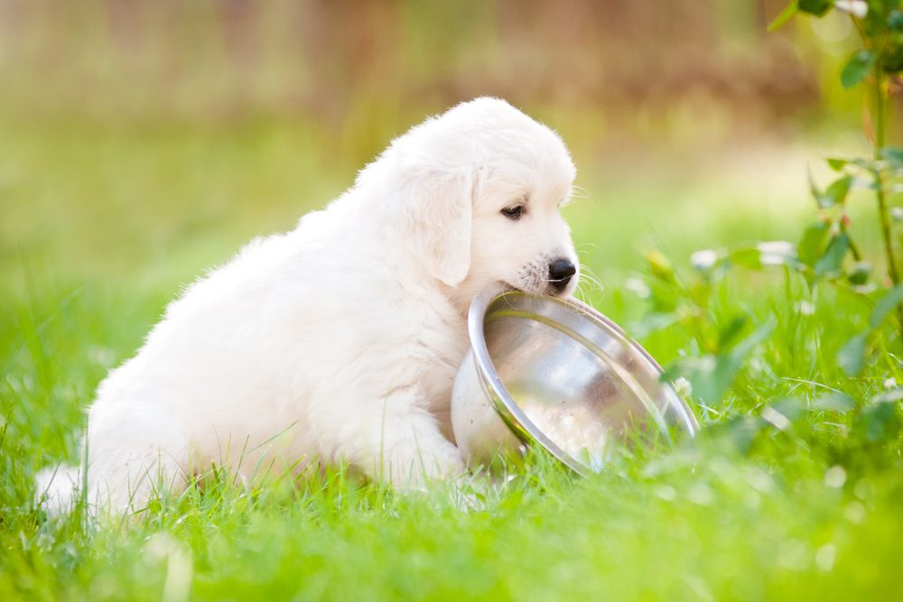 The Best Natural Food for Puppies