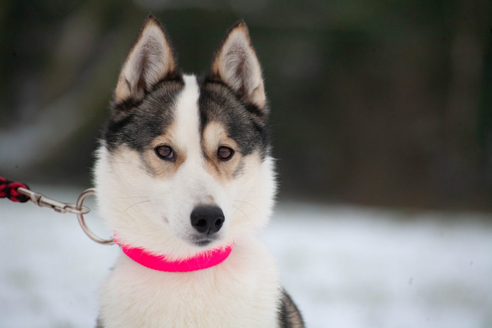 The Best Pink Dog Collars