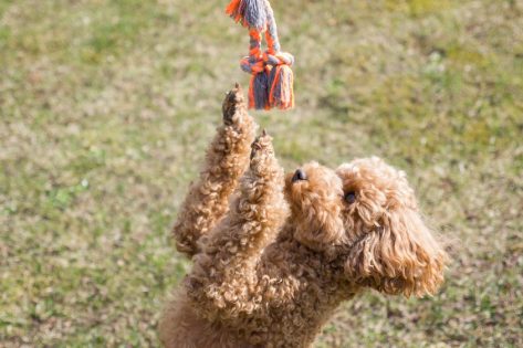 The Best Tetherballs for Dogs