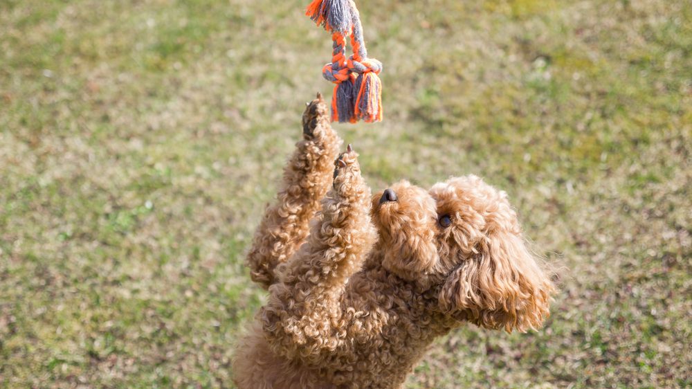 The Best Tetherballs for Dogs