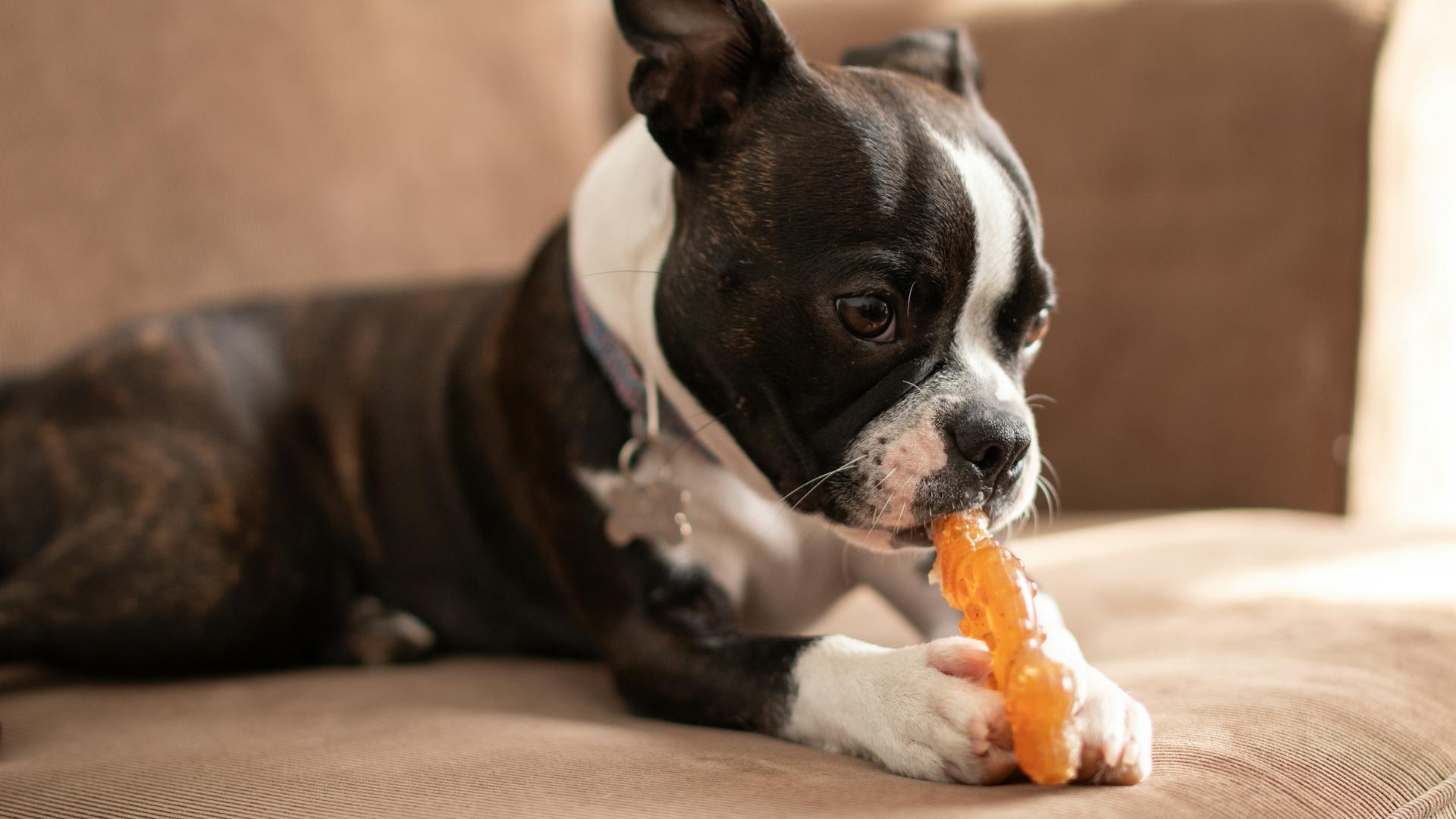 best dog chews