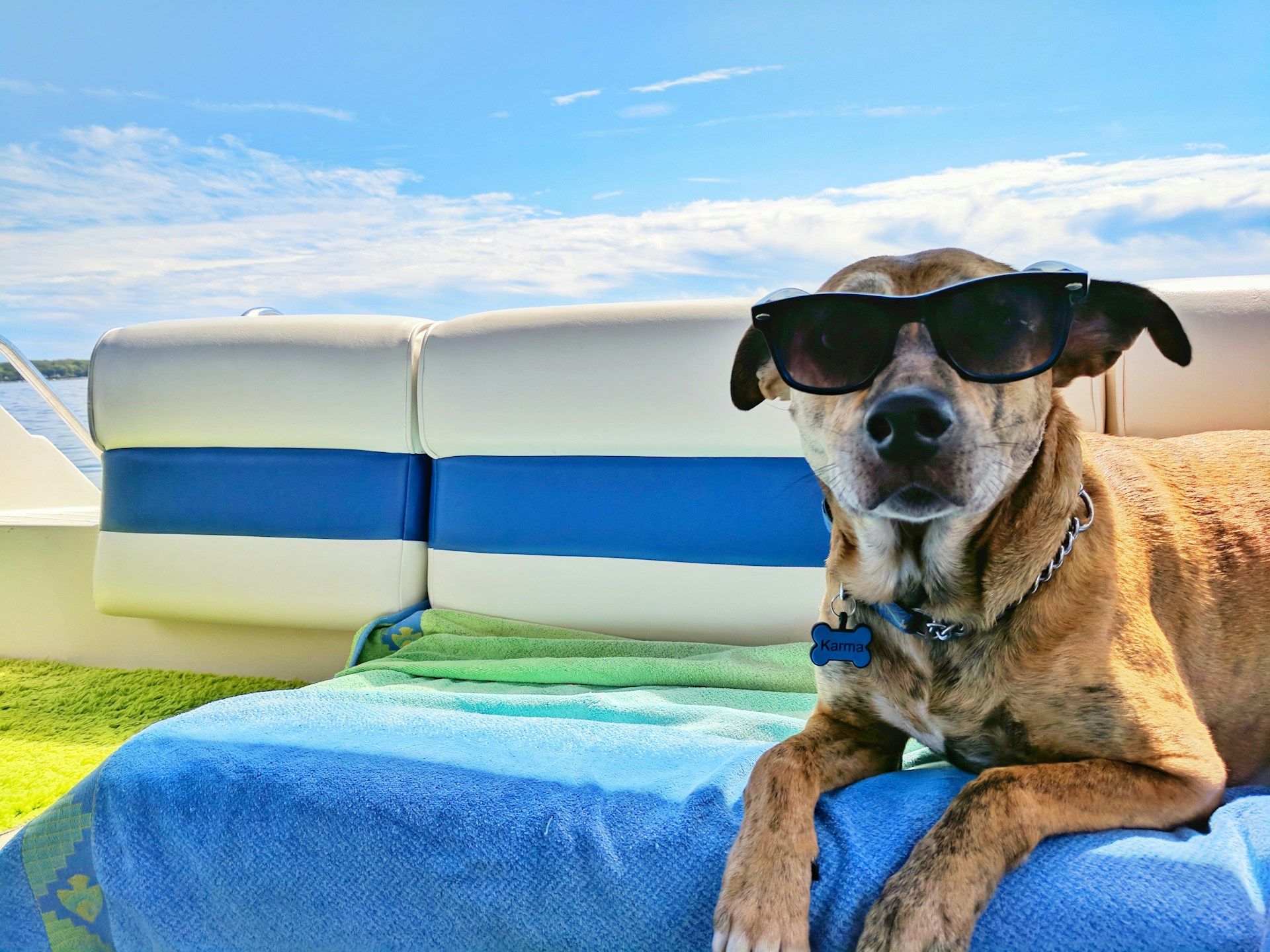 The Best Pinch Collar For Dogs In 2024 Dogtime