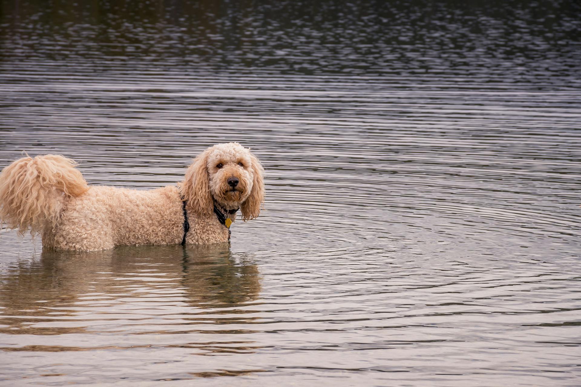 best water dog toys